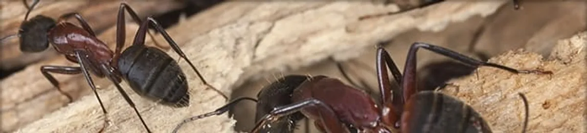 Close-up of ants on wood showing an active ant infestation in Sioux Falls, SD