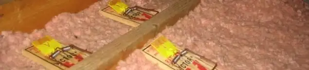 Mouse traps placed in an attic for rodent control in Sioux Falls, SD