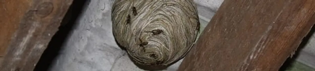 Wasp nest in an attic space, a common home infestation risk in Sioux Falls, SD