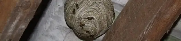 Wasp nest in an attic space, a common home infestation risk in Sioux Falls, SD