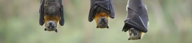 Bats roosting together, a common sign of a bat infestation in Sioux Falls, SD