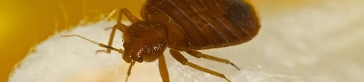 Close-up of a bed bug, a sign of an active infestation in Sioux Falls, SD