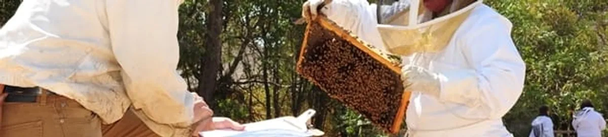 Bee removal specialists relocating a hive and honeycomb safely in Sioux Falls, SD