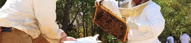 Bee removal specialists relocating a hive and honeycomb safely in Sioux Falls, SD