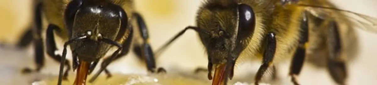 Close-up of honey bees, a sign of a nearby hive in Sioux Falls, SD