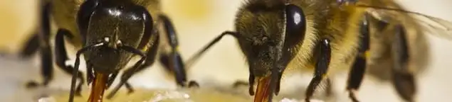 Close-up of honey bees, a sign of a nearby hive in Sioux Falls, SD