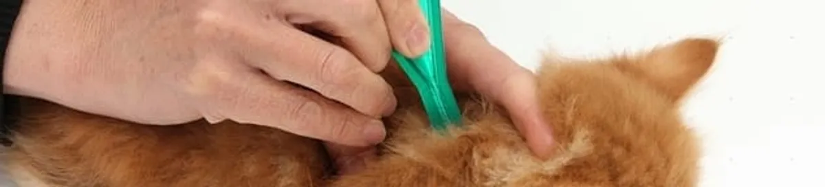 Flea treatment for pets using a flea comb, a sign of flea problems in Sioux Falls, SD
