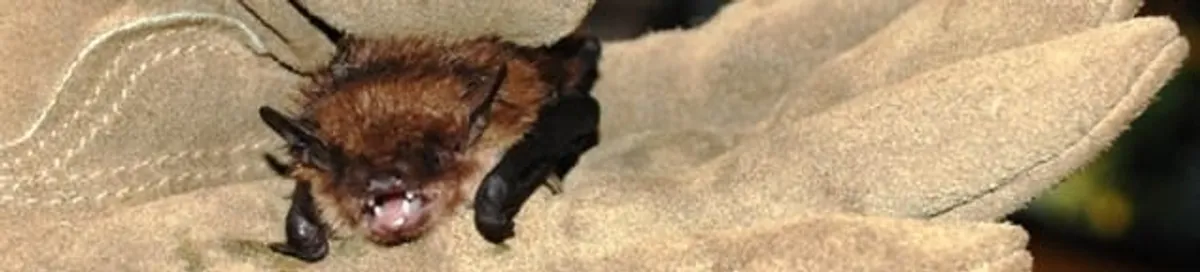 Bat removal specialist holding a bat safely during humane exclusion in Sioux Falls, SD