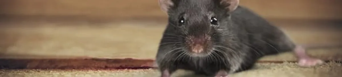 Mouse indoors, a common sign of a rodent infestation in Sioux Falls, SD