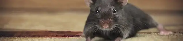 Mouse indoors, a common sign of a rodent infestation in Sioux Falls, SD