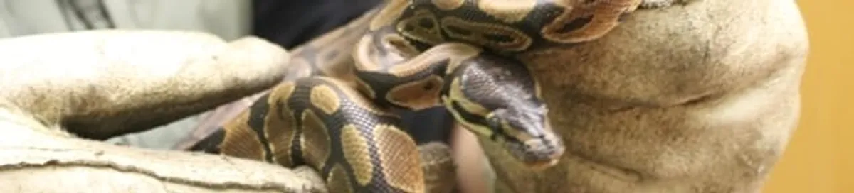 Snake removal specialist safely handling a snake with protective gloves in Sioux Falls, SD