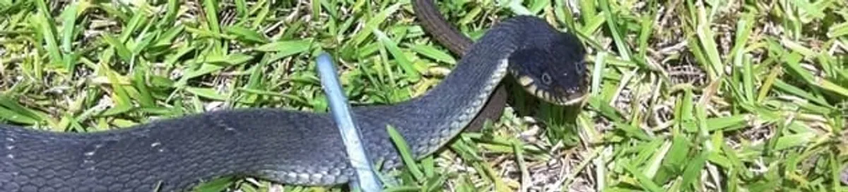 Snake in a yard, a common sign of a snake problem near a home in Sioux Falls, SD