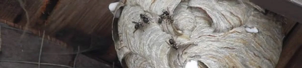 Close-up of a wasp nest with active wasps, a sign of an infestation in Sioux Falls, SD