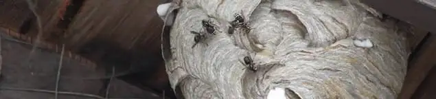 Close-up of a wasp nest with active wasps, a sign of an infestation in Sioux Falls, SD